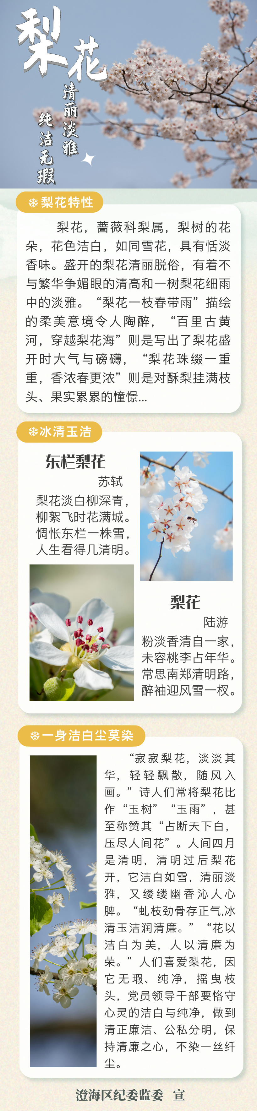 20250401廉洁花语--梨花.jpg