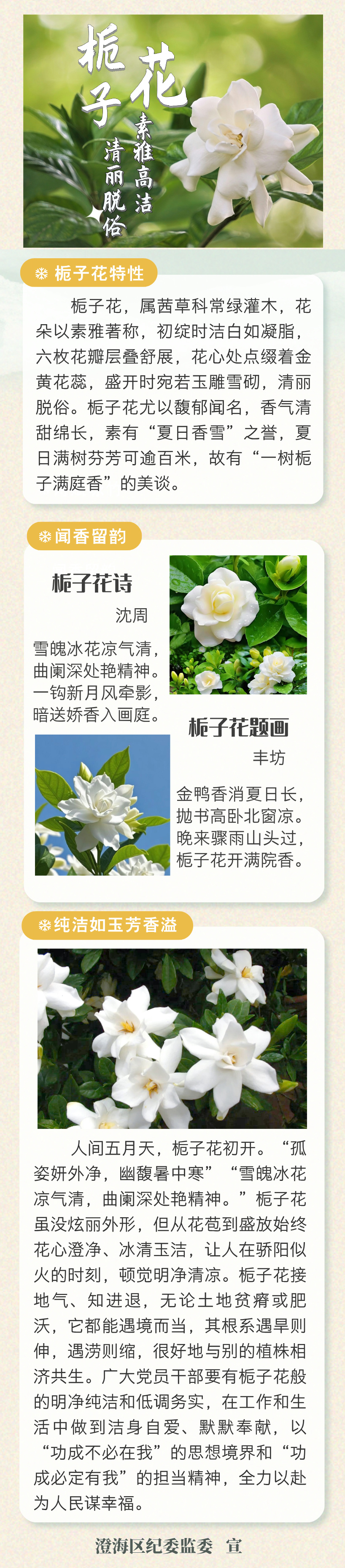 20250501廉洁花语--栀子花.jpg